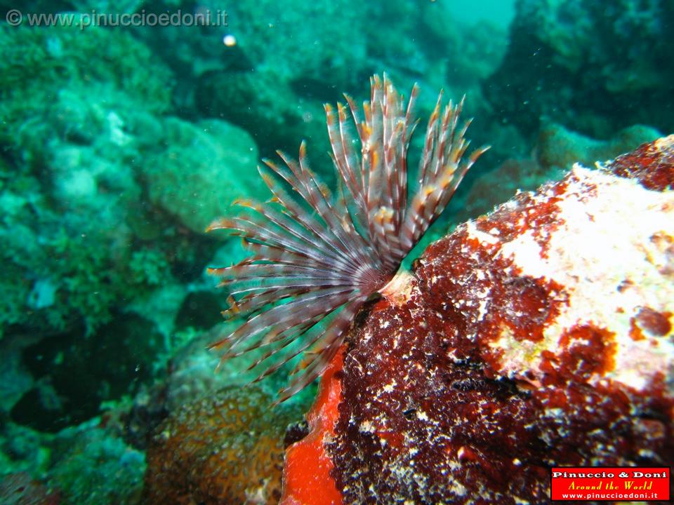 Djibouti - Diving a Djibouti - 05.jpg